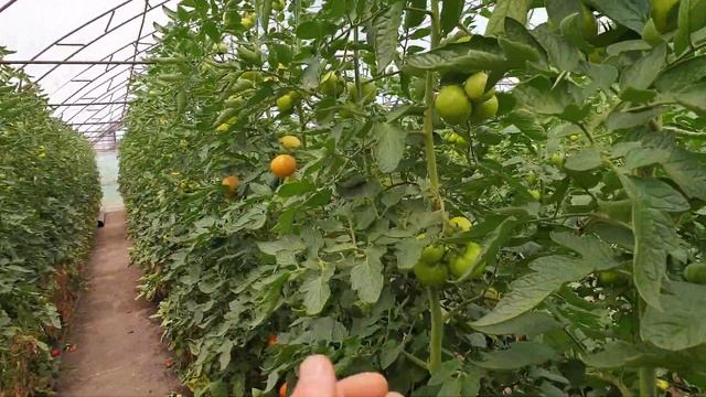 Томат Адриатика от компании Саката смотреть онлайн