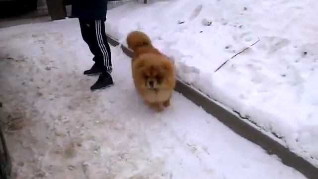 Чау чау смотреть онлайн