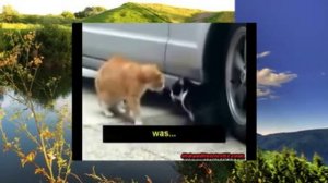 Говорящие животные 4