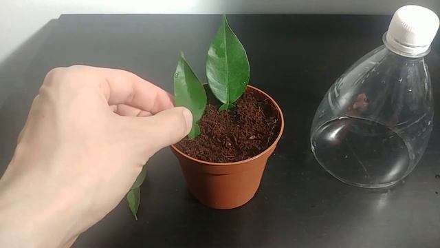 CITRUS LEAF ROOTING #1 | Grow citrus using leaf! Propagation (Part 1) New Rooting Method 2020 смотреть онлайн