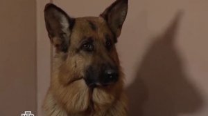 Возвращение Мухтара 2. Браво, Андрюша