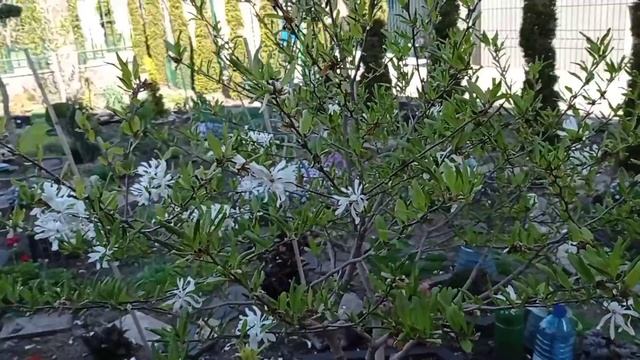 Сад моей соседки. Пошли гулять, а попали в гости. смотреть онлайн