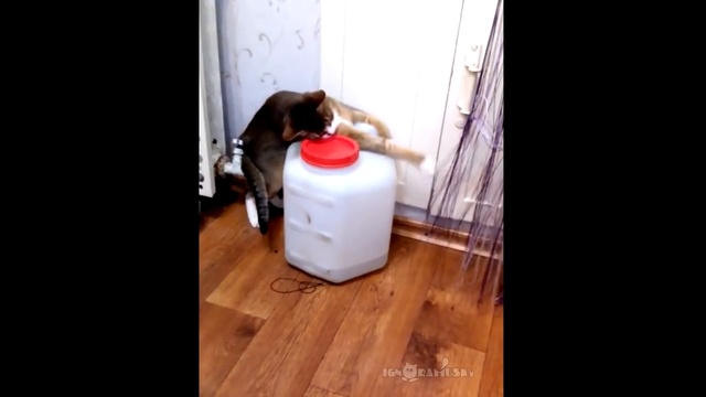  Кот смешно откручивает крышку смотреть онлайн