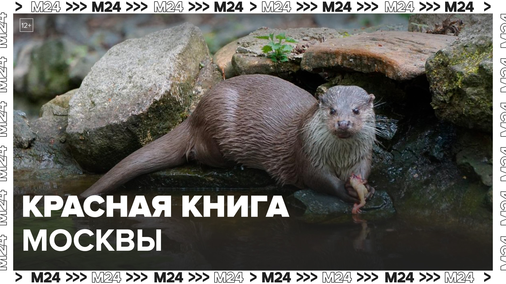 Красная книга Москвы: "Актуальный репортаж" - Москва 24 смотреть онлайн
