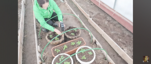 6 соток 26 марта 2024 года Хроника