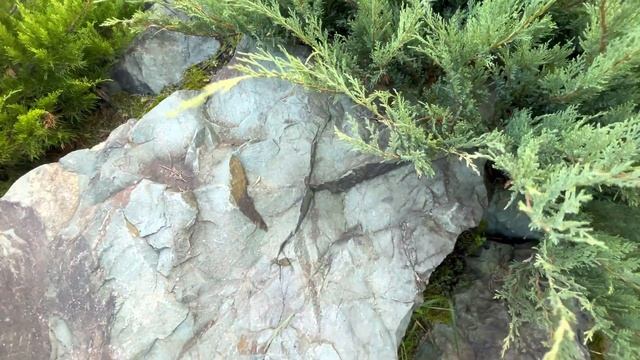 Как обрезать можжевельник смотреть онлайн