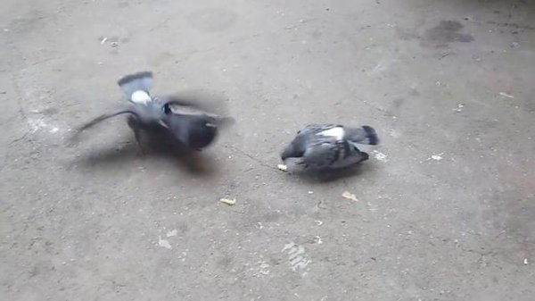 Сенсация! Птенцы голубей!