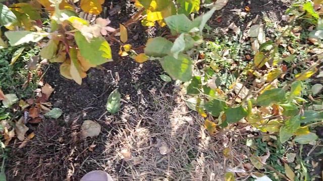 29.10.2023.Сибирь.Хакасия.Метельчатые гортензии....Готовимся к зиме. смотреть онлайн