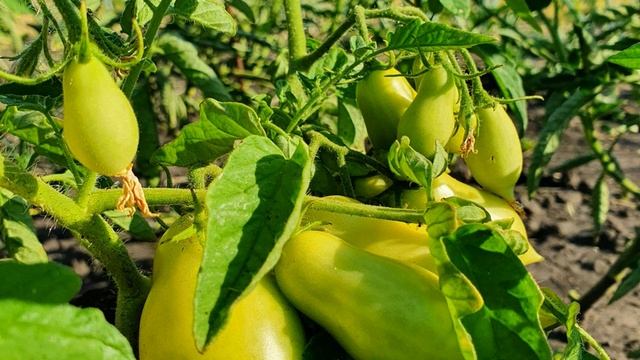 КАК защитить ТОМАТЫ от ФИТОФТОРЫ и увеличить УРОЖАЙ в два раза смотреть онлайн