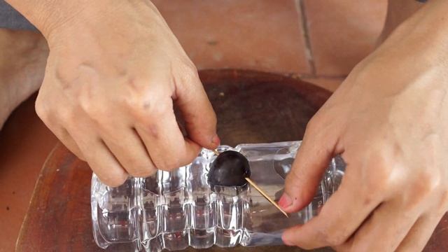 Growing Grape Tree From Grapefruit In Bottle With Best Result смотреть онлайн