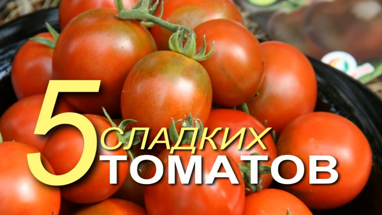 Эти пять СЛАДКИХ томатов завязывают плоды в СЛОЖНЫХ погодных условиях! Советы от ЗЕЛЕНОГО ОГОРОДА! смотреть онлайн