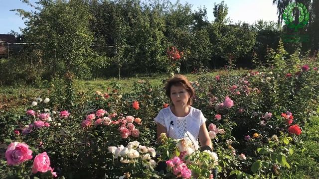 Осенняя посадка роз. Основные рекомендации. Вводная часть. Питомник ? и ? Е. Иващенко смотреть онлайн