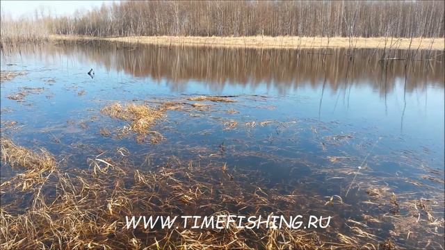 Нерест щуки. смотреть онлайн