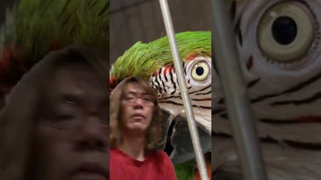 This is a greenback test?? смотреть онлайн