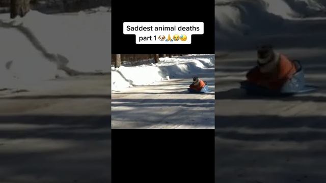 doggy driver #tiktok #perrito chofer смотреть онлайн