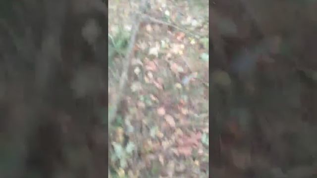 Дары леса и мама собирает грыбы смотреть онлайн