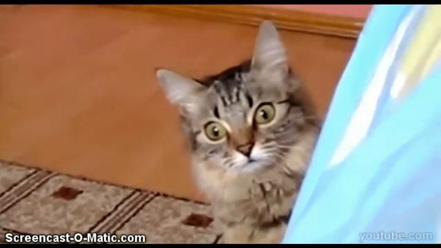 Котэйка =) смотреть онлайн