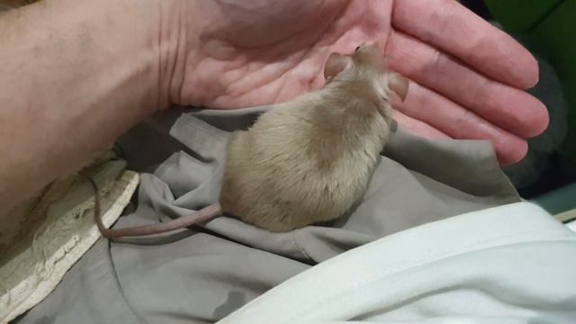 НАШЕЙ МЫШКЕ КАРАМЕЛЬКЕ НУЖНА ДРУГАЯ МЫШКА! ИЩЕМ ЧЕЛОВЕКА, У КОТОРОГО ЕСТЬ САТИНОВАЯ МЫШЬ смотреть онлайн