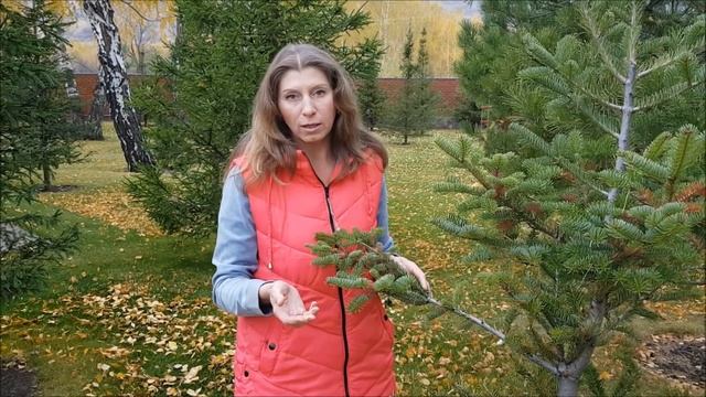 Готовим сад к зиме. Последний покос газона под зиму. Влагозарядный полив хвойных. 3 часть смотреть онлайн