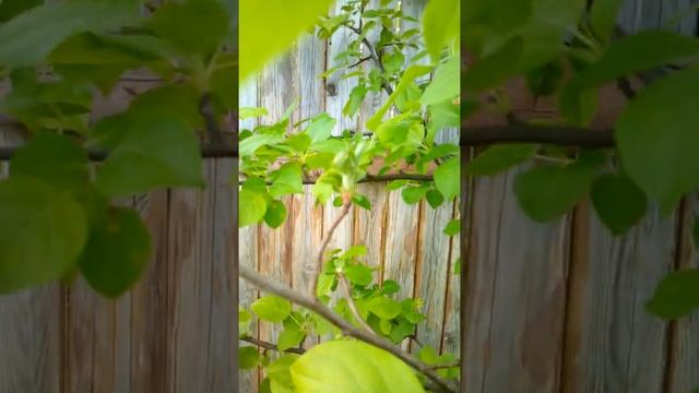 Привил ранней весной яблоню-дичку сортовой яблоней. Думал, что засохла)) #прививкаяблоне, #садовода смотреть онлайн