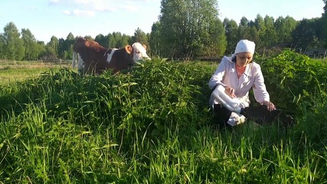 Задержка последа у коровы. смотреть онлайн