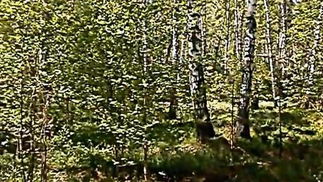 Видео. Природа Новосибирска. Красивое видео Бугринской рощи. смотреть онлайн