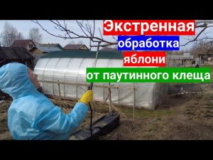 Замучил паутинный клещ - тотальная обработка сада. Уникальный препарат от паутинного клеща.