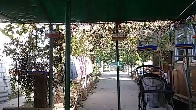 Песня щегла и зеленухи смотреть онлайн