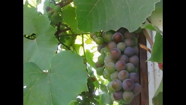 WE ARE ONE - Snatam Kaur смотреть онлайн