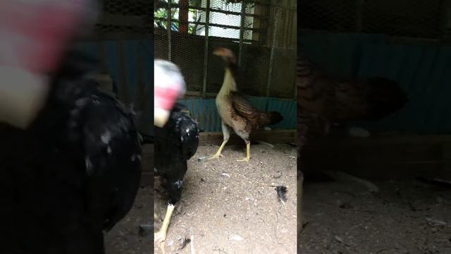 Shamo Pair in Japan смотреть онлайн