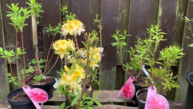 Прогулка в садовый центр | питомник растений в мае смотреть онлайн