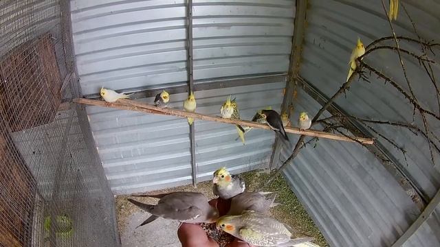 Видео с Кореллами . Приучаю к рукам. смотреть онлайн