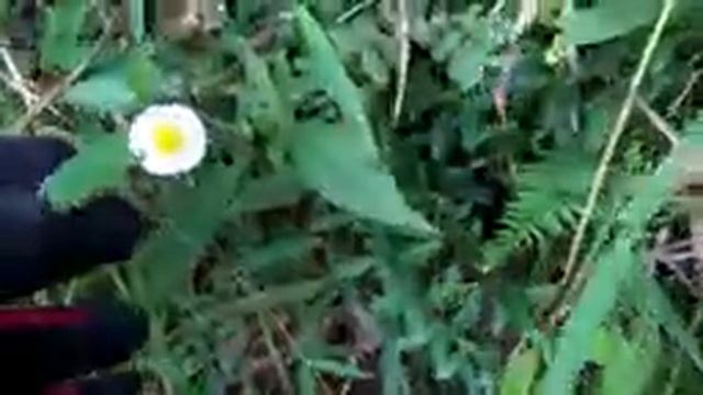 Santa Barbara daisy (Erigeron karvinskianus) - part 1 смотреть онлайн