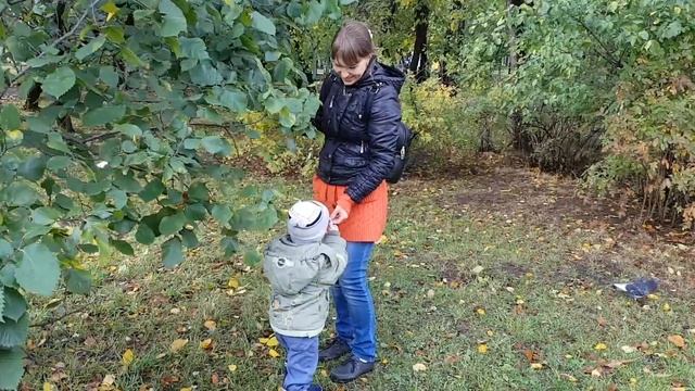 Гербарий из листьев. Получилось просто супер!!! смотреть онлайн