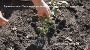 Цветы для сада - сальпиглоссис. Уход через три недели после высадки в  грунт.