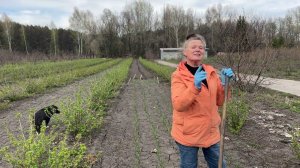 От чего у сибиряков проблемы с озимым чесноком?