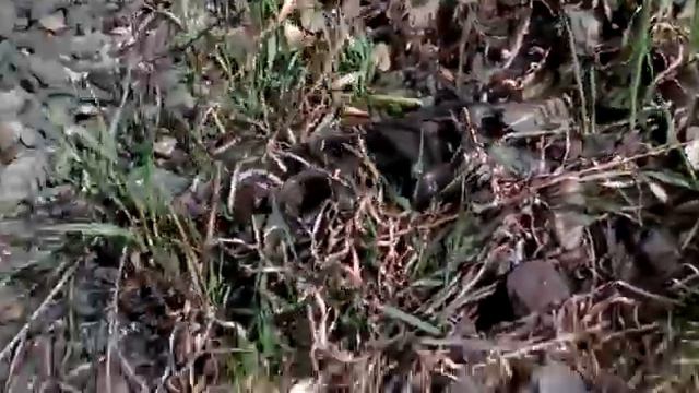 Horror Many Snakes--Ужас много змей