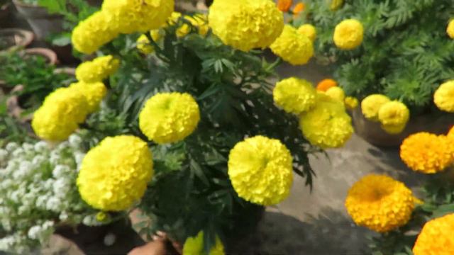 African Marigold / Inca Care Marigold Plant Growing .. ইনকা গাঁদা পরিচর্যা