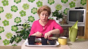 Что делать с купленными клубнями  ЛИАТРИСА  ранней весной