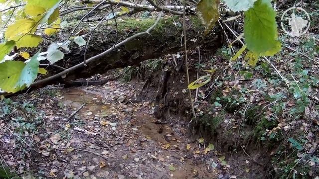 Охота на рябчика. Осень 2016. Поиск рябчика в незнакомом лесу. смотреть онлайн