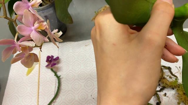 Сгнили корни у орхидеи, что делать? Гнилые корни у орхидеи фаленопсис