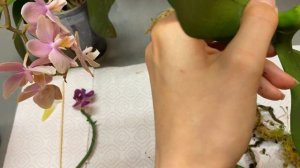 Сгнили корни у орхидеи, что делать? Гнилые корни у орхидеи фаленопсис