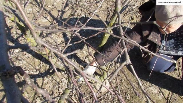 Основные ПРИНЦИПЫ ОБРЕЗКИ на примере взрослой полукарликовой ЯБЛОНИ. смотреть онлайн