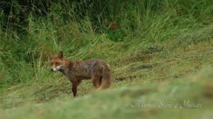 ЧТО ТАКОЕ ЛИКАНТРОПИЯ?
