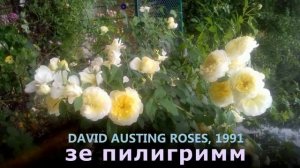 Роза зе Пилигримм (the Piligrim). Серия:Английские розы моего сада.