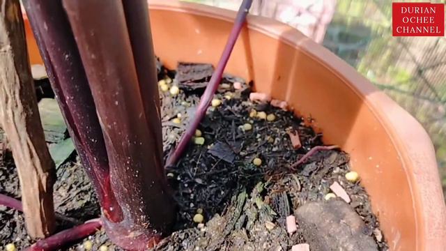 COLOCASIA PHARAOH MASK ...Cara Penjagaan Sampai Subur...!!! смотреть онлайн