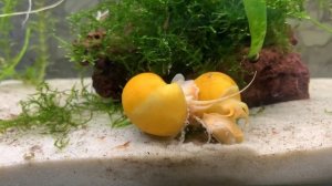 Ампулярии, процесс спаривания