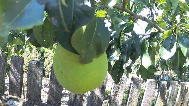 Сорт груши Просто Мария смотреть онлайн