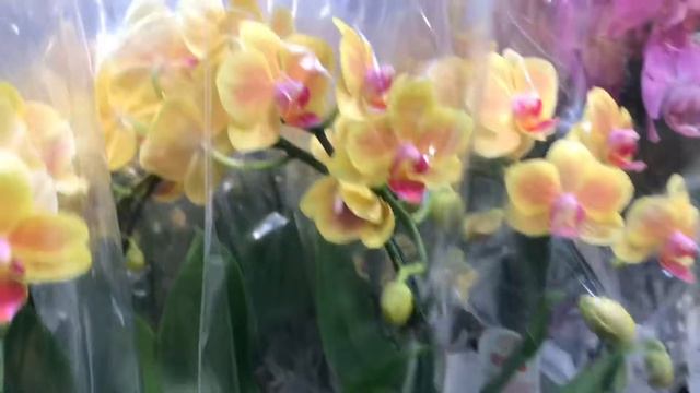 В гостях у jmp flowers смотреть онлайн