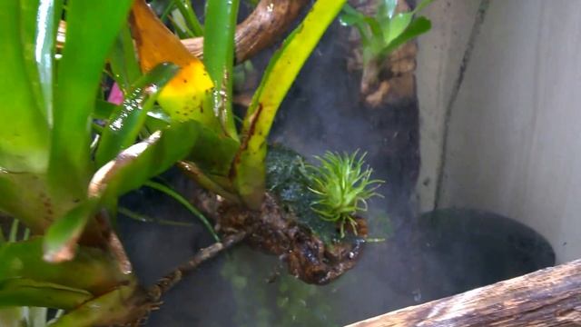 Gekon orzęsiony terrarium Rhacodactylus Ciliatus смотреть онлайн